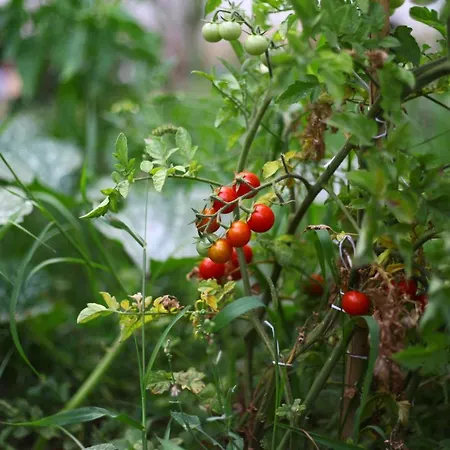 Timbuktu ホステル *